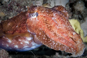 Cuttlefish off Rottnest Island.  Canon 20D 60mm Macro. by Mick Tait 